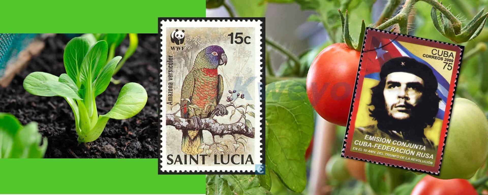 A collage showing a seedling in soil, a Saint Lucia stamp with a parrot, and a Cuban stamp featuring Che Guevara with tomatoes in the background—symbolising growth, heritage, and the spirit of classes.